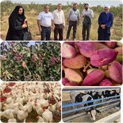 از درختان پسته تا سفره نیازمندان؛ طرح‌های نوآورانه زکات در کوهپایه کلید خورد