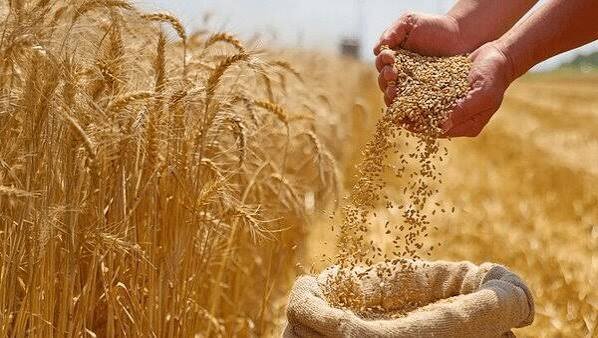 جمع‌آوری بیش از ۱۰ تن گندم و جو در قالب زکات واجب در فریدونشهر