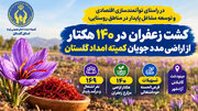 کشت زعفران در ۱۴۰ هکتار از اراضی مددجویان کمیته امداد گلستان